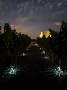 ENTREVID suite amanecer