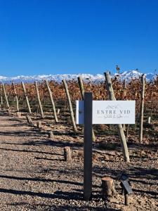 ENTREVID suite amanecer