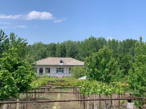 Uplistsikhe guest "Paluma"