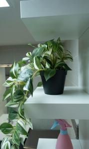 Appartements Appt T3 Residence La Belle Eugenie : photos des chambres