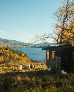 Unique stay with farm animals and stunning views Tiny House in Telemark