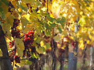 Maisons de vacances COLMARandCo au coeur des vignes : photos des chambres