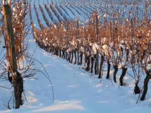 Maisons de vacances COLMARandCo au coeur des vignes : photos des chambres
