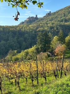Maisons de vacances COLMARandCo au coeur des vignes : photos des chambres
