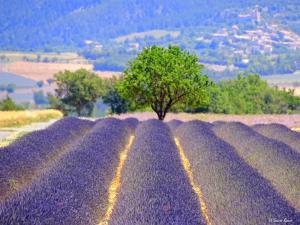 Villas Villa les trois pins : photos des chambres