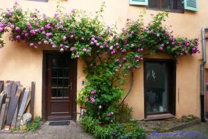 Appartements Plein Sud vue sur les Vosges et le vignoble : photos des chambres