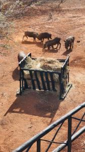 Lions Pride - Marloth Park