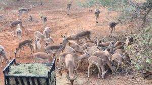 Lions Pride - Marloth Park