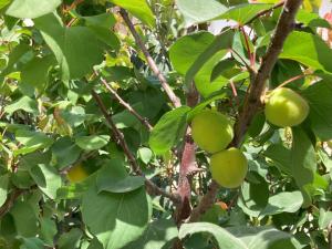 Aurantia open space di Sulemmari