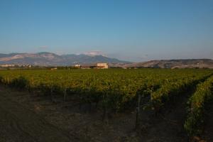 Tenuta Tre Gemme in Cantina- Renascenzia SantIrene