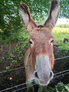 Stone Barn Cottage In Galway Countryside