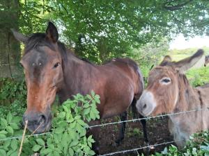 Stone Barn Cottage In Galway Countryside