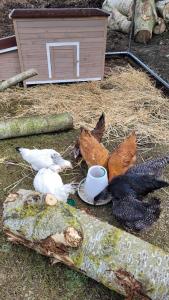 Stone Lodge Bed & Breakfast