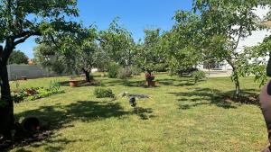 Kosovic Family House