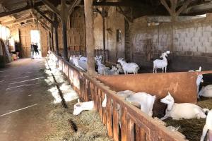 Maisons de vacances Coquelicot Classic Provencal House : photos des chambres