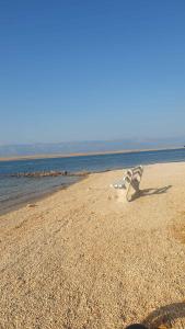 Apartment in Vir - Insel Vir 7492