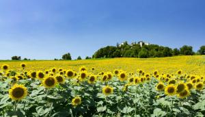 Appartements Les Bouges : photos des chambres