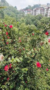 Riddhi Homestays Dharampur