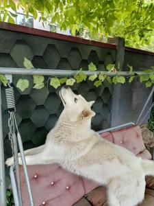 Hotel alisa in racha
