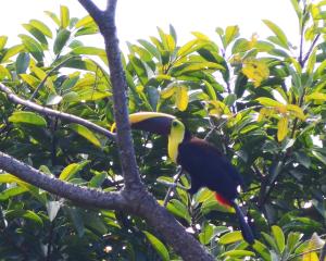 Manuel Antonio Condo 4 personnes 2 lits