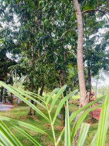 Wild Rock Villa & Tree house