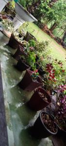 Village Breeze Homestay