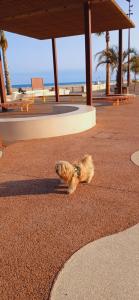 Maisons de vacances Villa Rooftop vue Mer : photos des chambres