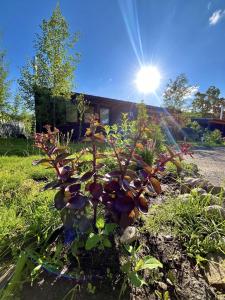 Haus 2 am Grimnitzsee - hochwertiges Design, mit eigenem Garten und nah am See