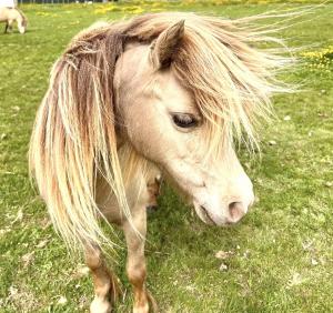 La Cachette du Domaine du Moulin avec son spa privé en option