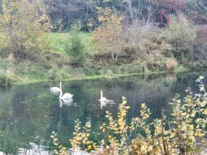 Living in the Gallery