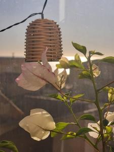 Appartements Appartement Cosy avec Vue Mer au 4e : photos des chambres