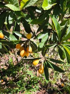 Casa Limón - Alpujarras