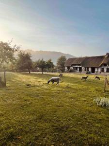 Maisons de vacances La Chaumiere aux Animaux : photos des chambres