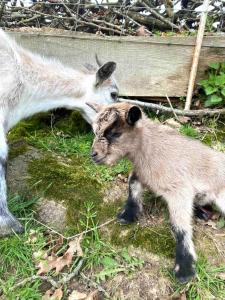 Maisons de vacances La Chaumiere aux Animaux : photos des chambres