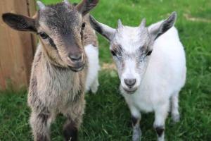 Maisons de vacances La Chaumiere aux Animaux : photos des chambres