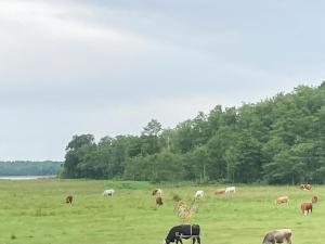 Cozy Forest House With Fjord View Near Jægerspris