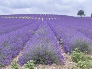 Stone Manor House In Quercy