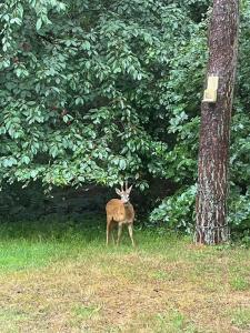 Home In The Woods Near Lille Kregme
