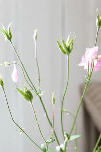 Immerse Yourself In Silkeborgs Wonderful Nature