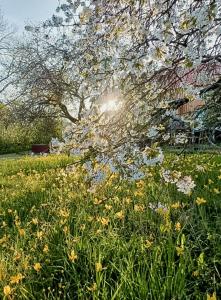 Garden House On Öland