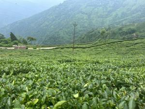 Madhuchuli Homestay