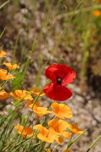 Villas La Bergerie Ferme du Montaiguet : photos des chambres