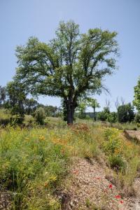 Villas La Bergerie Ferme du Montaiguet : photos des chambres