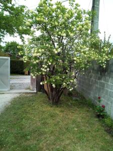 Appartements La Crapouillette : photos des chambres