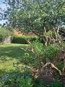 Apple Trees, Holt, Norfolk