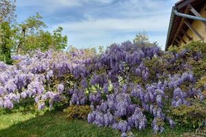 Maisons de vacances Le Clos des Buis : photos des chambres