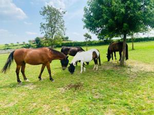 Tenuta Oasi del cavallo