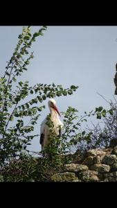 La Salicorne hébergement insolite