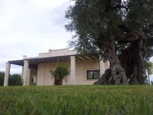 The centuries olive trees