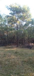 Forest Gama campsite